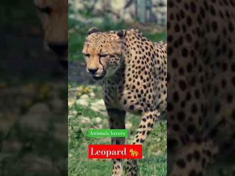 #leopards #viralvideo #youtubeshorts