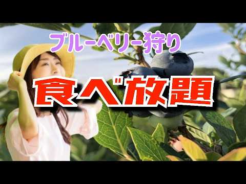 【ブルーベリー狩り】雨の日も安心お出かけYou can pick and eat the fruit