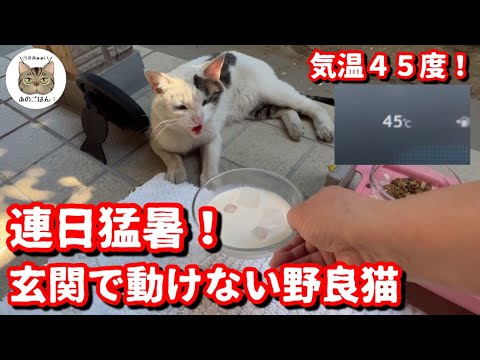 真夏の猛暑！玄関で倒れてしまった野良猫に冷たいミルクをあげると…