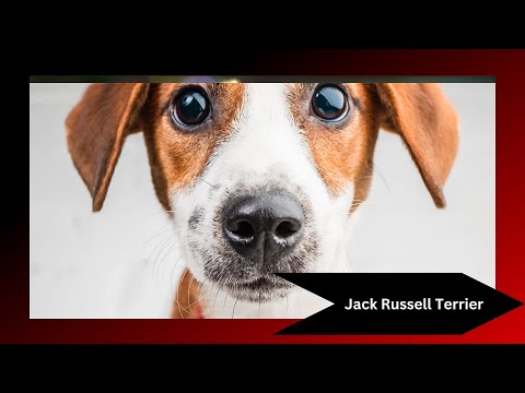 Jack Russell Terrier: The Energetic and Fearless Companion! 🐾🎾 | All You Need to Know!