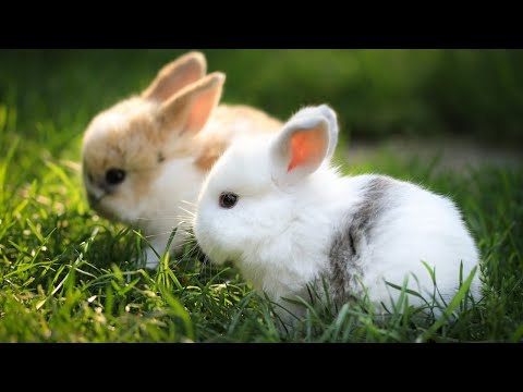 Got rabbits as a pet / my rabbits