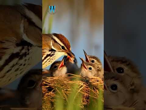 Witness The MOST ADORABLE Bird Families In Their Wild Nests from AI! SEP-91