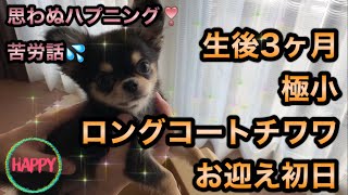 ロングコートチワワ 子犬 ブラックタン／子犬の飼い方育て方／室内犬 初めて飼う／子犬 餌のあげ方／お迎え 犬／チワワ飼い方初心者／ペットショップで犬を飼う／ペット 大変なこと／可愛いチワワの映像