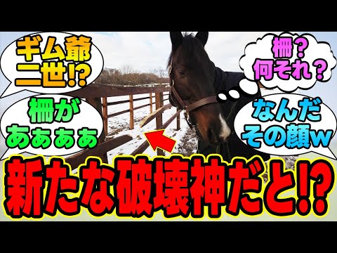 『ギム爺の後継者が現れてしまうｗｗｗ』に対する競馬民の反応集