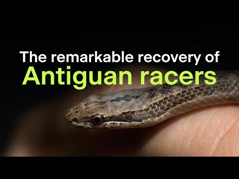 The Antiguan racer snake - a remarkable recovery