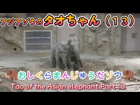 アジアゾウのタオちゃん（１３）🐘おしくらまんじゅうだゾウ🐘（円山動物園）Tao of the Asian elephant Part 13