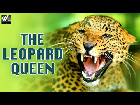 The Leopard Queen - Wild Africa | हिन्दी डॉक्यूमेंट्री | Wildlife Documentary in Hindi, Episode - 2