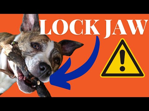 STAFFY LOCK JAW! How Hard Can a Staffy Bite?