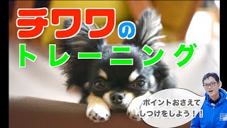 チワワのトレーニング  しつけ方の紹介【犬種別トレーニング】褒めてしつける