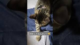 珍行動猫