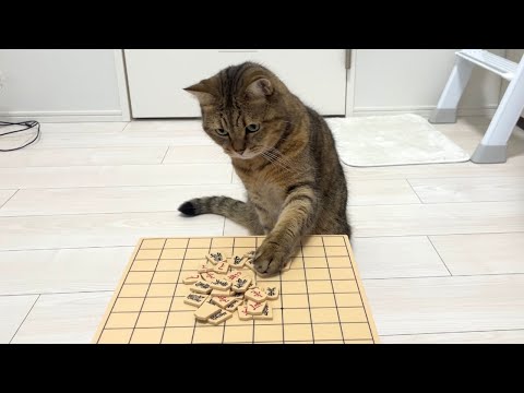 猫と将棋崩し対決したら相変わらずのプロだった…