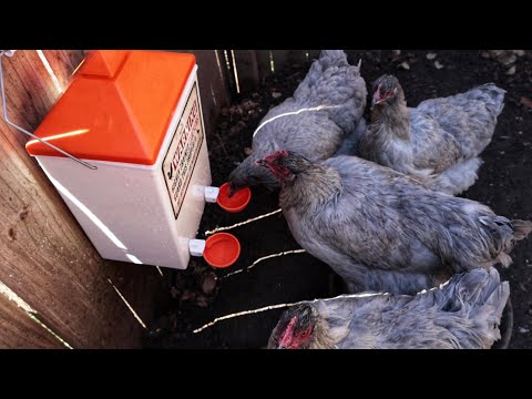 The Ultimate Chicken Feeder/Waterer? | Roosty’s XL Chicken Feeder and Waterer Set