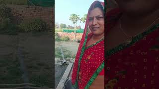 Cow milking new buffalo videos last tak #villagevlog #villagelife #jaunpur #normal#housewifevlog