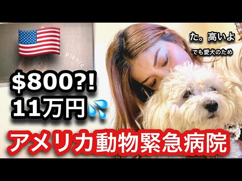 我が家のペット事情•アメリカの動物緊急病院•愛犬が。。。