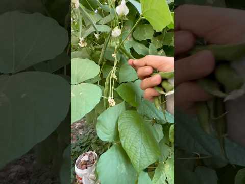 Fresh harvest from garden (S-130) #garden #shorts #youtubeshorts #harvest  #beans #ytshorts