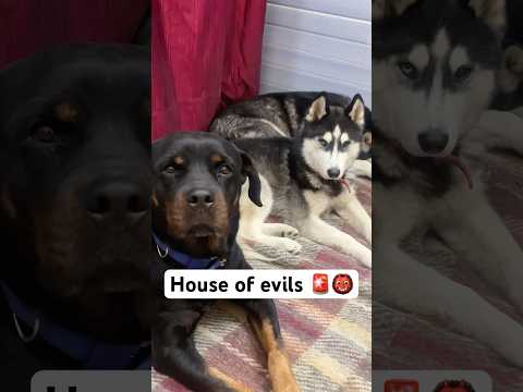 Don’t trust my dog’s 🚨😡 #shorts #dog #husky #rottweiler | Review reloaded ￼