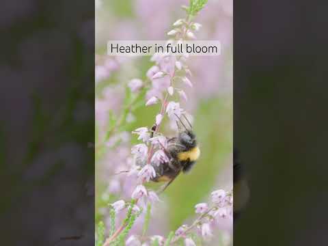 Bumble bees at work: how they collect nectar and pollinate #macro #bloom