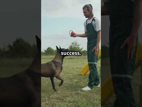 What Your Dog Can Teach You About NEVER Giving Up! 🐶🔥