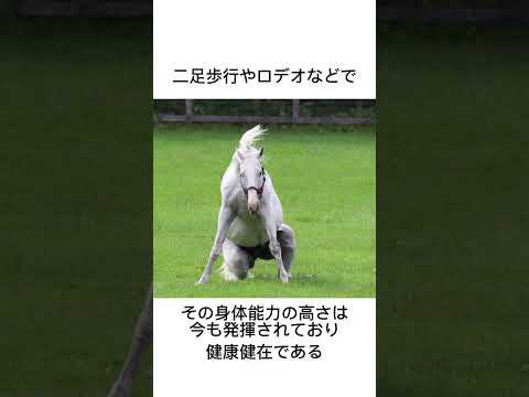 ゴールドシップは可愛すぎる　#競馬 #馬 #騎手 #競艇 #競輪#雑学