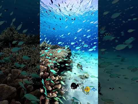 Beautiful Sea fishes 🎣 🐠🐟#sealife #fishesvideo #fishingtrip #shortvideo #ytshort