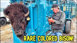 Working Rare Colored Bison!