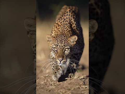 Amazing Wildlife Safaris || African wildlife || #wildlife #safari #animals #trending #shorts