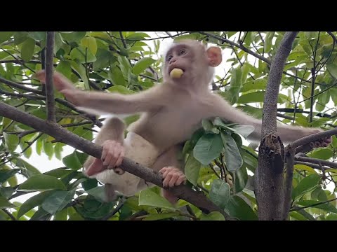 Cute Baby Boy Play up on tree Look is very happy