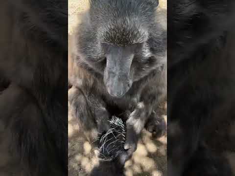 A BABOON picking up a PORCUPINE?! 🐒🦔 #funnyanimals #animalfriends #farmlife #wildlife #monkey