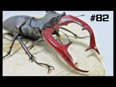 [# 82] The chin that looks like it was hit by a burner is serious! !! [Stag Beetle]  Lucanus cervus