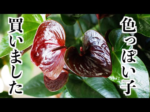 【植物の購入品紹介】気になるアノ子と出会えて、コレは運命だ！と勘違いする変態【オザキフラワーパーク】