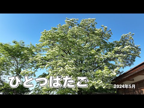 恵那のヒトツバタゴ 2024年5月