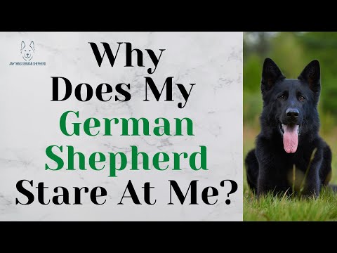 Why Does My German Shepherd Stare At Me?