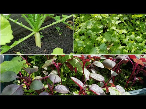 Early October Allotment Update - Grow Fruit & Vegetables - Shokher Bagan 2020