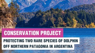 Franciscana and bottlenose dolphins off Northern Patagonia | Whale and Dolphin Conservation