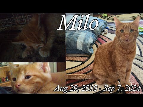 Rest in peace, my precious Milo