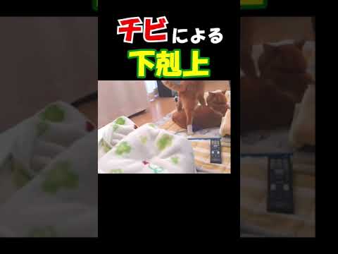 チビによる下剋上はとんでもないｗｗ #shorts #猫