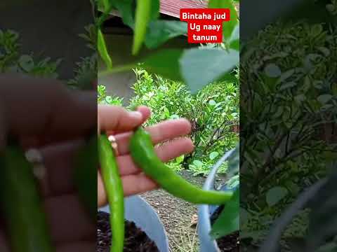 Mangharvest ta#shortsyoutube #silspada#chiliplants