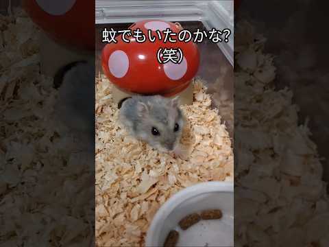 行動が可愛いハムスター（ピク）#ハムスター #可愛い#人間みたい#癒し#仕草#hamsters #cute