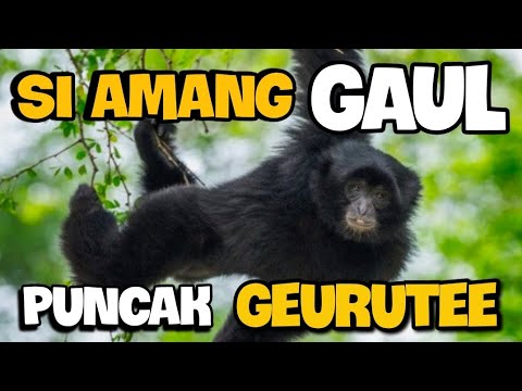 Momen Langka bertemu Gerombolan SI AMANG jinak di Puncak Geurutee Aceh Jaya @chaneekalaweit