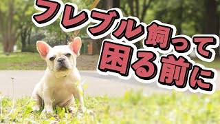 フレンチブルドッグ飼いやすい？飼いにくい？8年暮らして分かった飼い方のコツ教えます