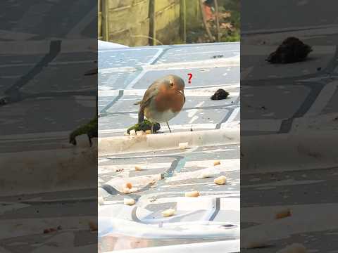 Cute cautious bird ❤️🕊️🍞#shortsvideo #bird #cutebird