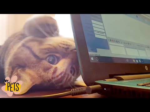 These Kitten's Are Assassins! | The Best Cute, Funny Animal Videos Compilation #4 | AFV Pets