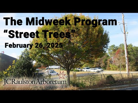 The Midweek Program - "Street Trees"