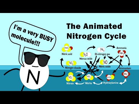 The Nitrogen Cycle (Animated)