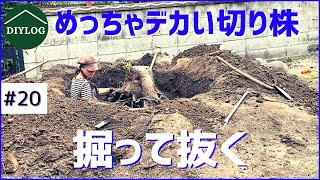 Manually digging up and removing stumps in the garden｜Extracting the strongest tree ever