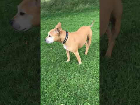 Staffy Ears Flapping In The Wind