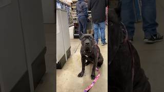 Shopping 🛍 #canecorso #italianmastiff #mastiff #salmoncreekcanecorso #dogs #corso #dogbreed