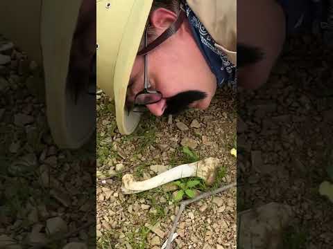 Walter the Wildlife Explorer Finds a Mysterious Animal Bone