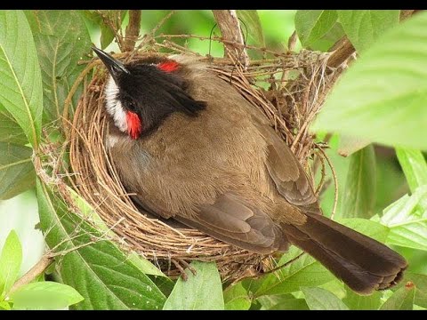 Garden mein bird ne nest bana lia 😀😃