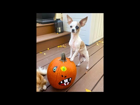 Story decorates her Halloween pumpkin! 🎃